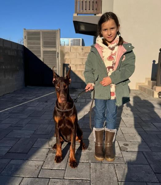 Доберман — фото 3